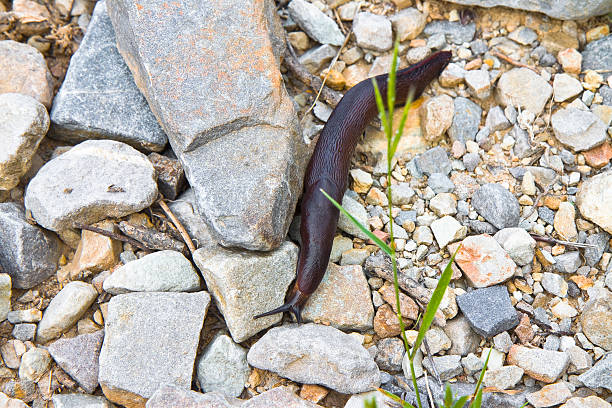 istock Big snail slowly creeps on the stones 478006162