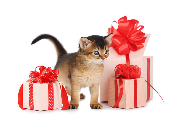 istock Cute somali kitten stay near a present box 478006171
