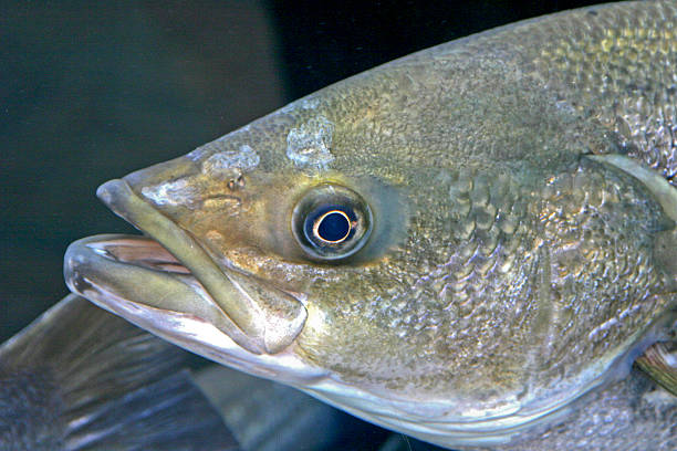istock Bass Fish Close Up 478006305
