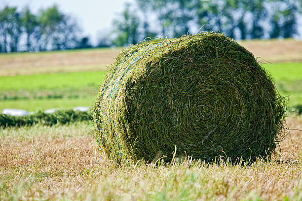 istock The Roll of Straw 478006309