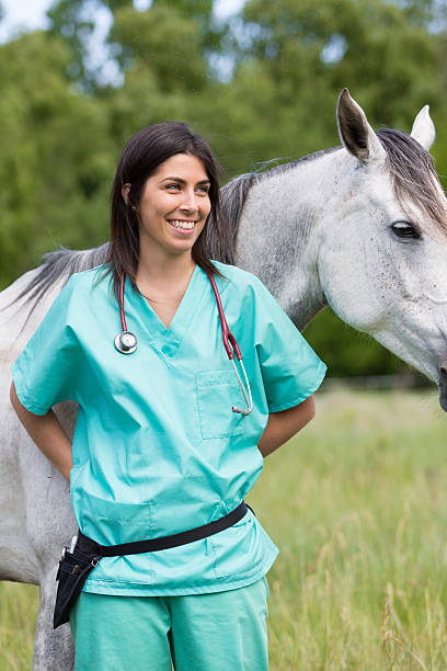 Veterinary on a farm Veterinary great performing a scan to a young mare vet treating horse stock pictures, royalty-free photos & images