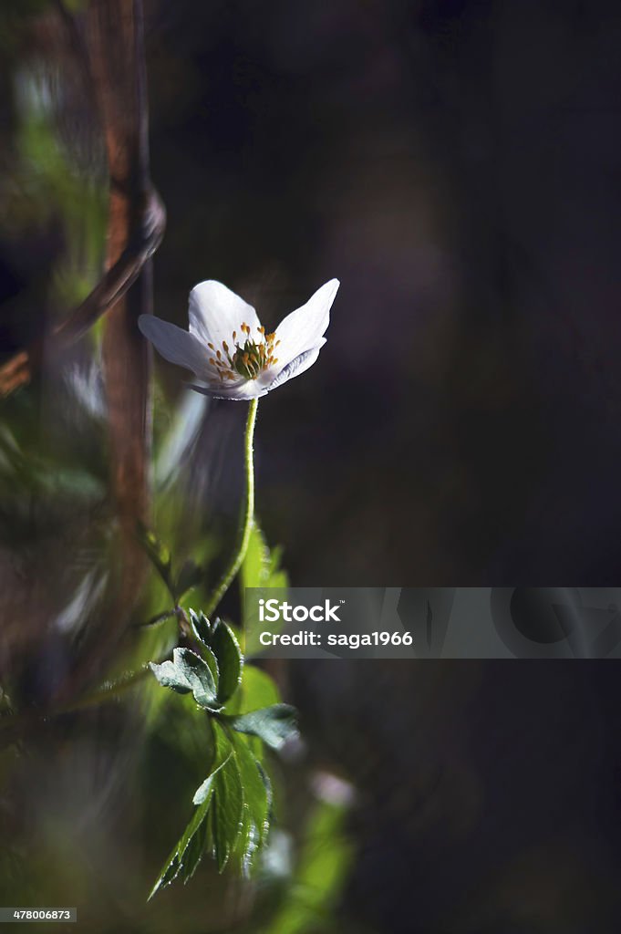 Anémona sylvestris. - Royalty-free Amor Foto de stock