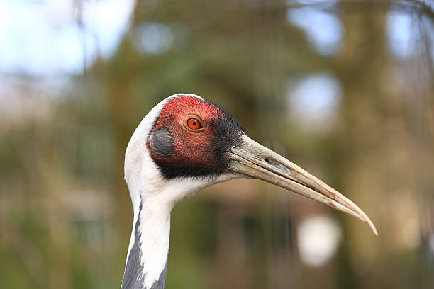 Red crowned crane stock photo