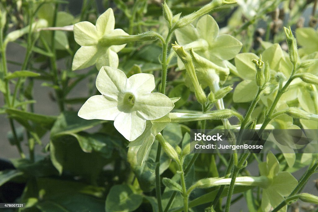 Weiß blühenden Tabak - Lizenzfrei Blume Stock-Foto