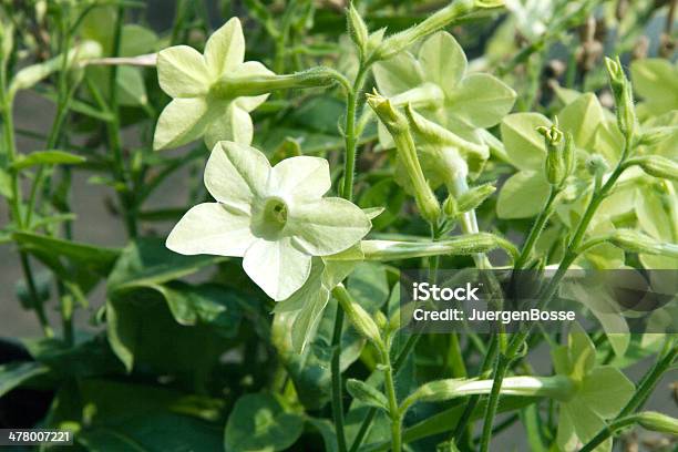 Weiß Blühenden Tabak Stockfoto und mehr Bilder von Blume - Blume, Blumenbeet, Blüte