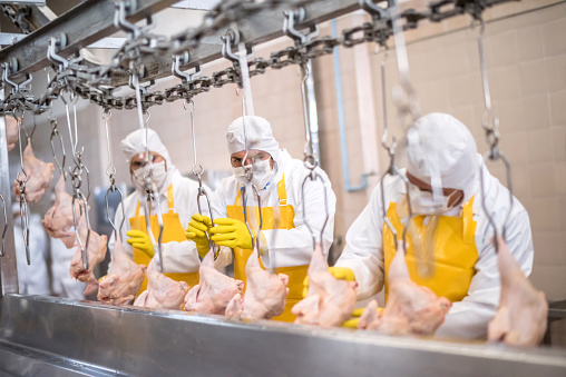 Group of people working at a chicken factory doing quality control