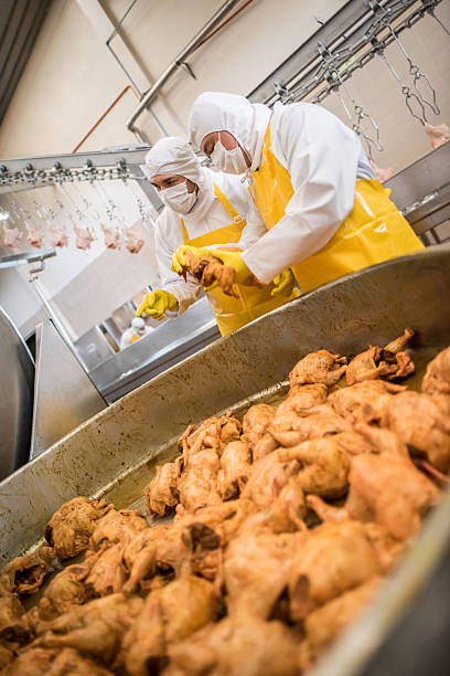 istock People working at a chicken factory 478007266
