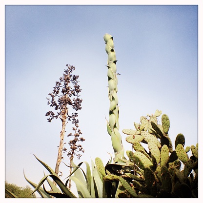 Two Mexican agave plants, one in bloom, the other one growing the flower stand, in front of blue sky. Shot with an iPhone.