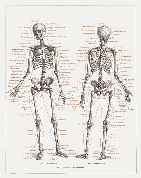 Human skeleton, lithograph, published in 1878 The human skeleton, front and rear views. Lithograph, published in 1878. hand thigh stock illustrations
