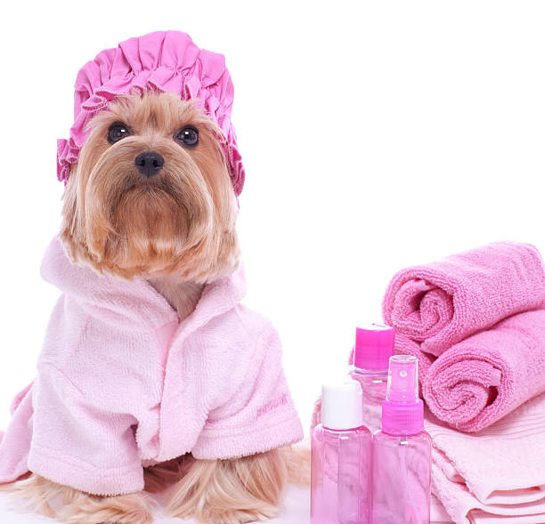 istock Yorkie in a Shower Cap 478010239