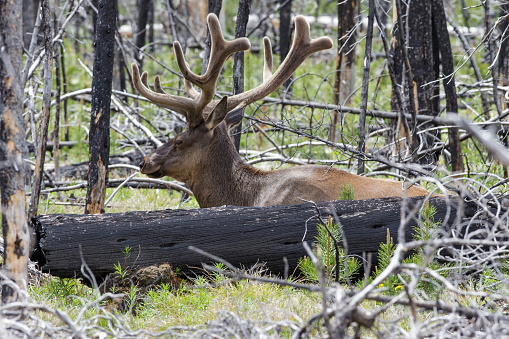 In a dead forest, this bull elk rests comfortably.