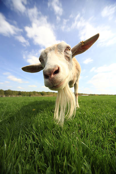 Goat stock photo