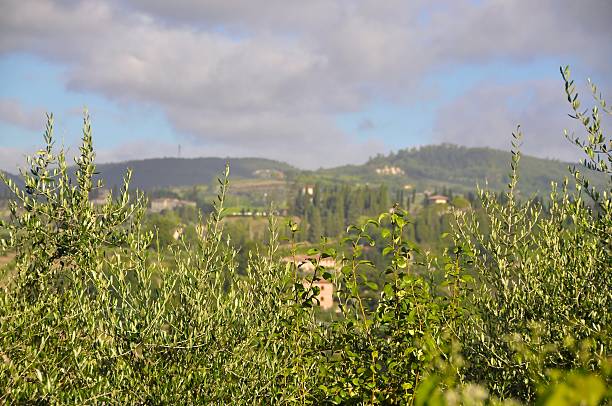 View of Tuscany,Italy stock photo