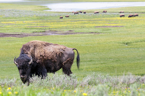 istock Buffalo grazing in Yellowstone National Park. 478011072