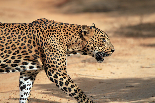 Close Profile View of a Sri Lankan Leopard (Panthera Pardus Kotiya) Crossing a Sandy Road, Yala, Sri Lanka