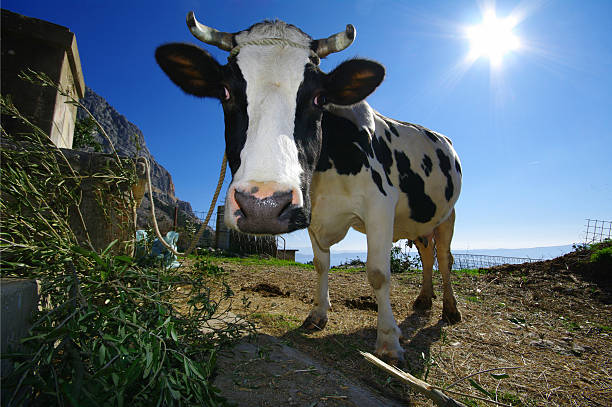 istock Black and white cow on island in Croatia 3 478011525
