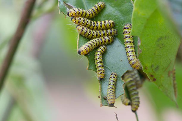 istock Colorful caterpillar (Pseudosphinx tetrio) shot in tropical Jama 478011793