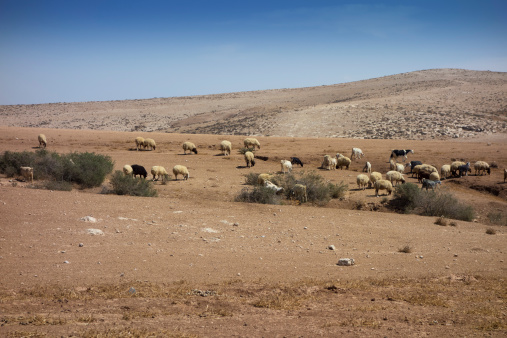 A flock of sheep on a dirt road blocked the roadway and raised dust. The shepherd is not visible. Bright sky with clouds. Georgia.