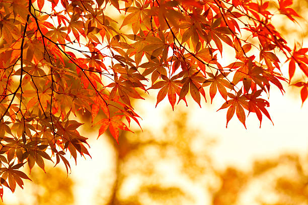 herbst blätter. - autumn japanese maple maple tree selective focus stock-fotos und bilder