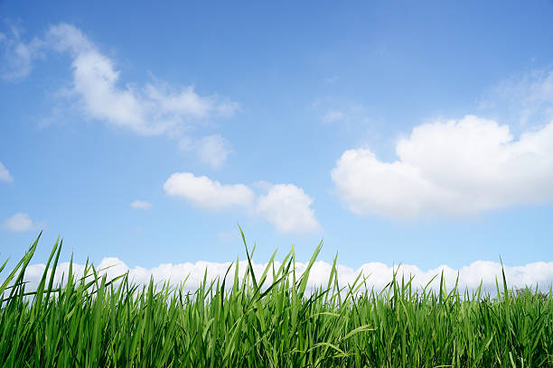 istock Green Grass and sky XXXL 478013729