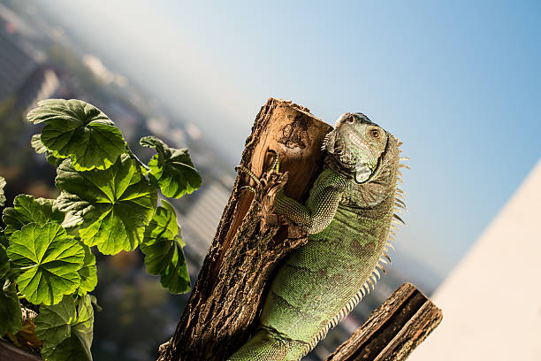 istock iguana crawling on a piece of wood and posing 478014015