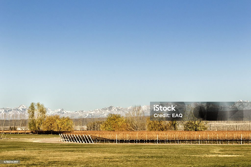 Viñedo en Mendoza - Foto de stock de Agricultura libre de derechos