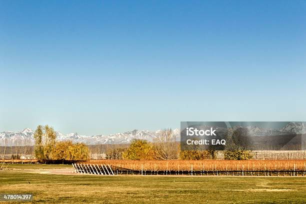 Viñedo En Mendoza Foto de stock y más banco de imágenes de Agricultura - Agricultura, Aire libre, Ajardinado