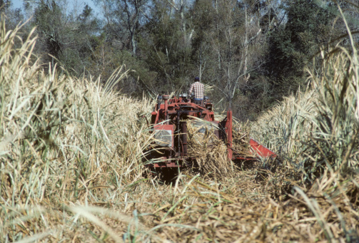 Farming and harvesting sugar cane in Louisiana, USA.