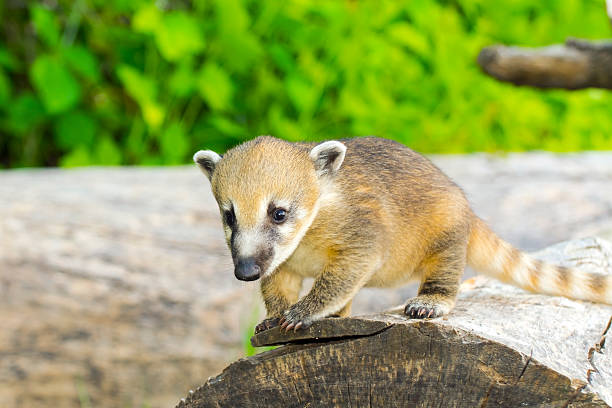 istock South American coati (Nasua nasua) baby 478015514