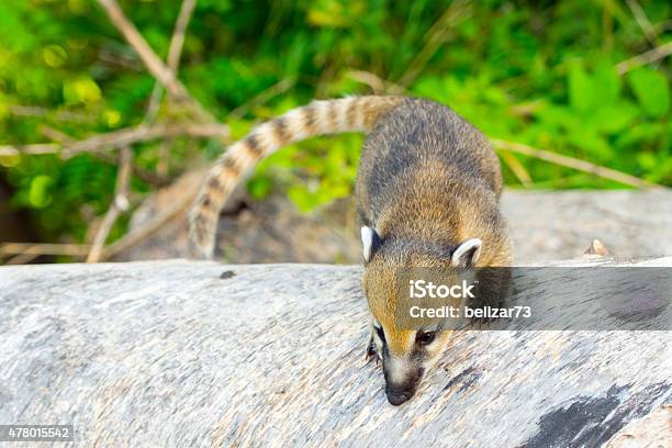 South American Coati Baby Stock Photo - Download Image Now - 2015, Animal, Coati