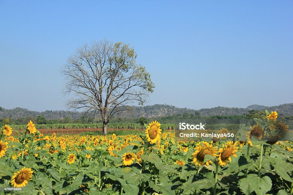 Sunflower fields 2015 Stock Photo