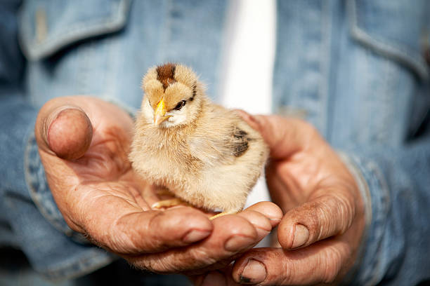 istock farmer holds  little chicken 478015950