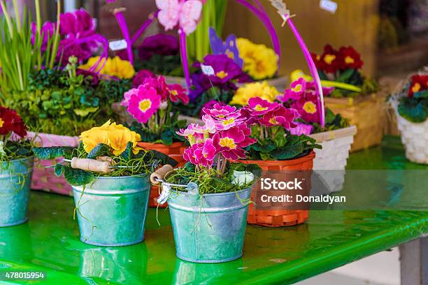 Flowers In Pails Stock Photo - Download Image Now - 2015, Blue, Botany