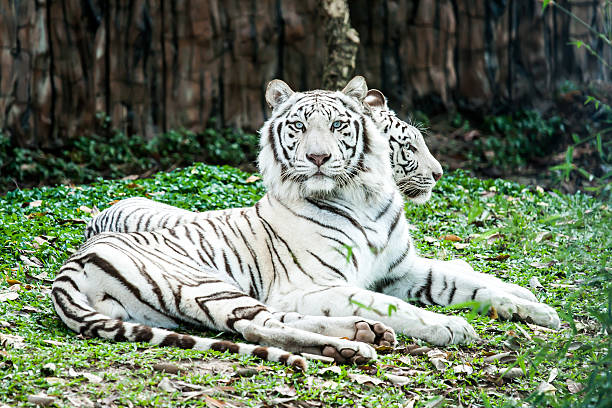 istock white tiger lying in chiangmai nightsafari Thailand 478016206