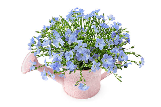 istock Flax flowers in a watering can 478016528