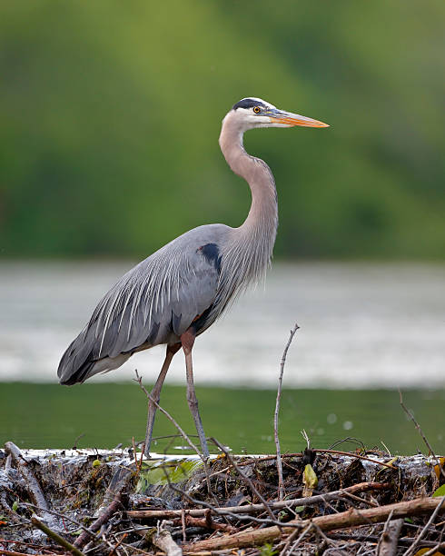 Great Blue Heron Stalking its Prey from a Beaver Dam Great Blue Heron (Ardea herodias) Stalking its Prey from a Beaver Dam - Grand Bend, Ontario beaver dam stock pictures, royalty-free photos & images