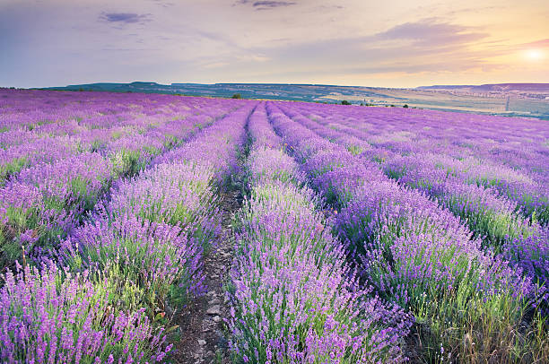 istock Meadow of lavender on sunset. 478017206