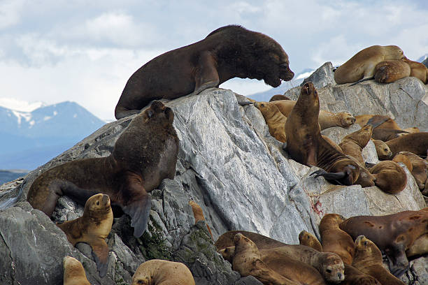 istock Sea Lions Colony, Beagle Channel, Argentina 478017235