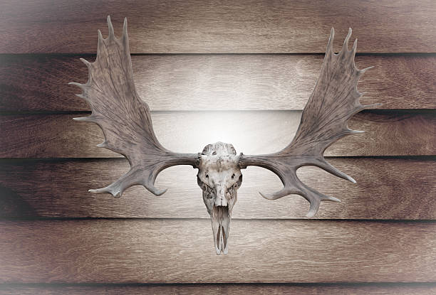 istock Closeup skull moose on wooden wall 478017345