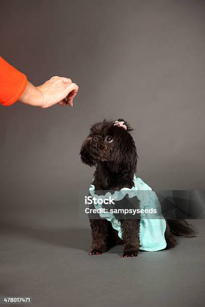 Trattare Il - Fotografie stock e altre immagini di Cagnolino da salotto - Cagnolino da salotto, Cane, Cane addestrato