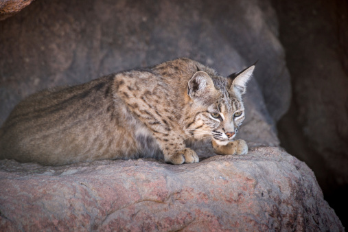 A female bobcat stares intently at potential prey below her rocky hideaway.