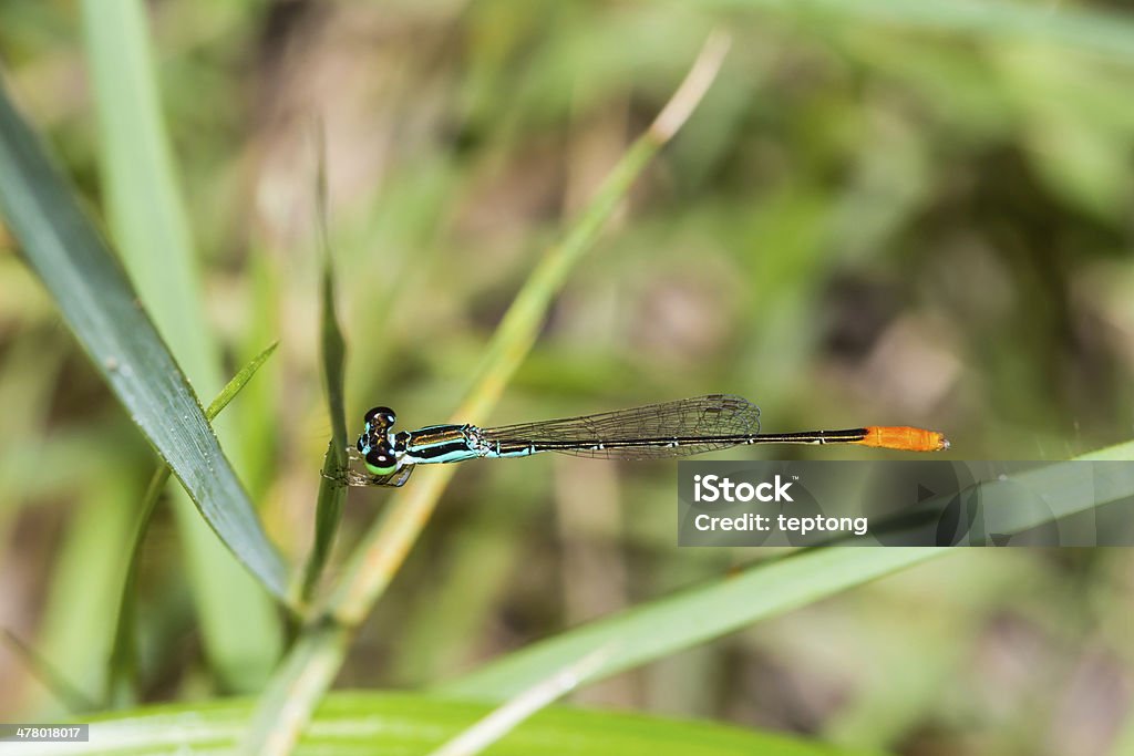 Damselfly (Damselfly) - Zbiór zdjęć royalty-free (Bliskie zbliżenie)