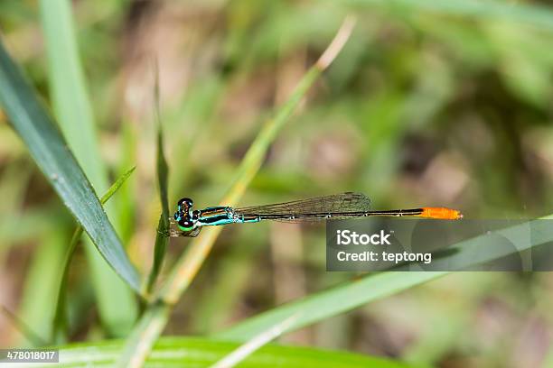 Damselfly - zdjęcia stockowe i więcej obrazów Bliskie zbliżenie - Bliskie zbliżenie, Brzuch, Brzuch człowieka