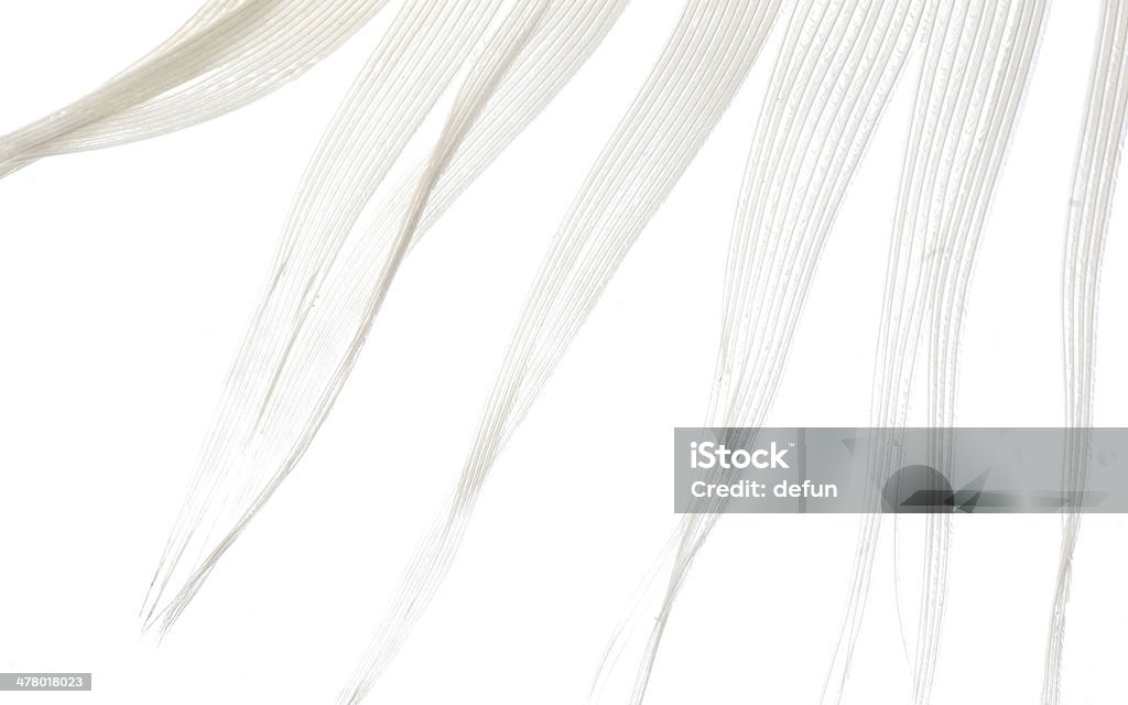 Ave branca feather macro Fundo abstrato - Royalty-free Abstrato Foto de stock
