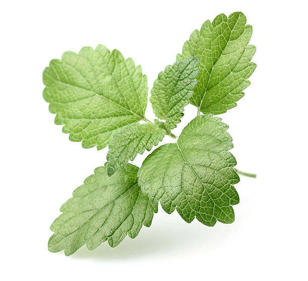 istock Leaves of melissa 478018299