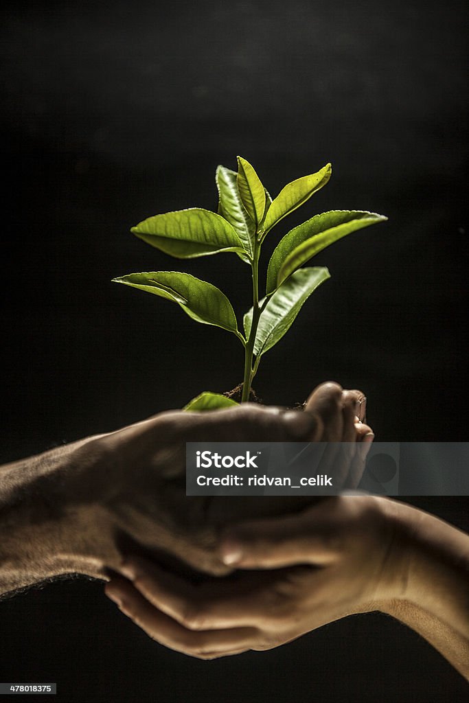 Mãos segurando Árvore Nova em solo - Foto de stock de Adulto royalty-free
