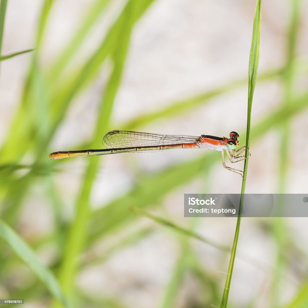 Lestes Barbarus - Foto de stock de Abdome royalty-free