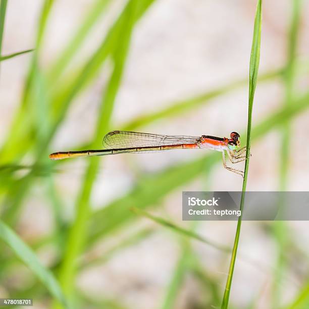 Foto de Lestes Barbarus e mais fotos de stock de Abdome - Abdome, Abdômen, Abdômen Humano