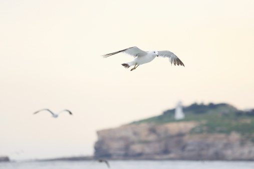 seagull fly on the sea