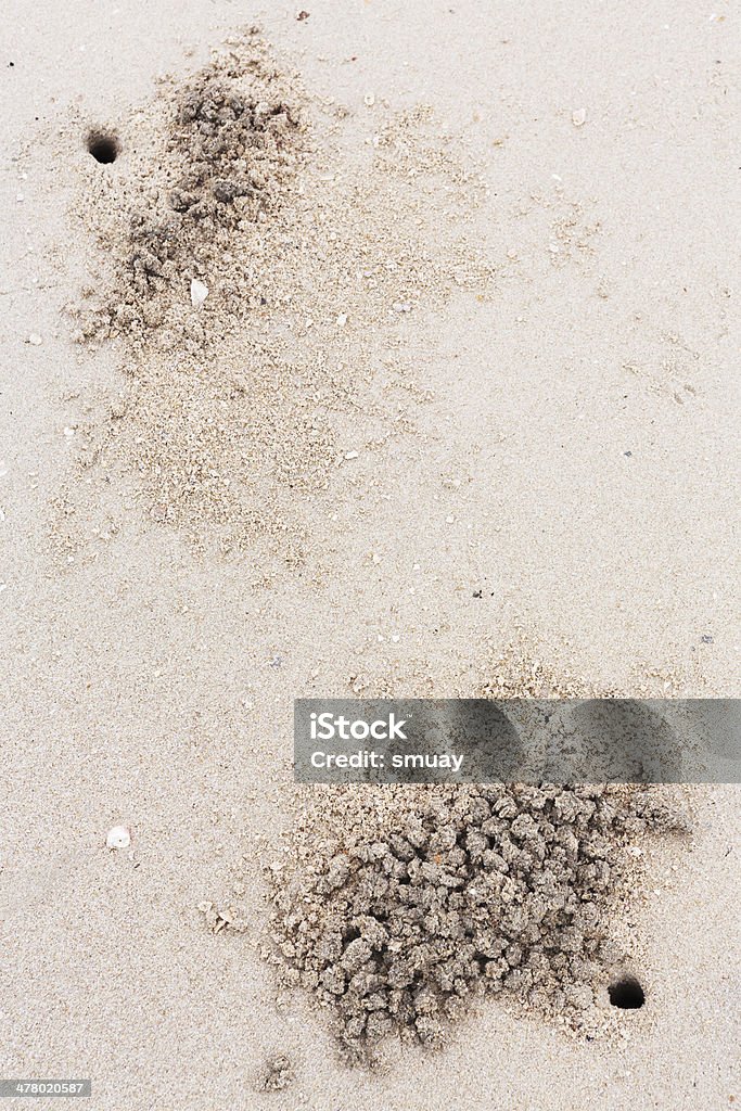 Granchio fantasma fori sulla spiaggia - Foto stock royalty-free di Ambientazione esterna